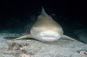 Maldives 2021 - Requin leopard - Leopard shark - Stegostoma fasciatum - DSC00774_rc